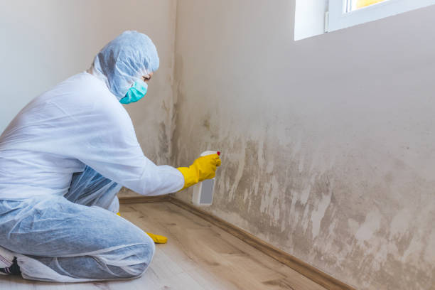 Licensed Basement Mold Remediation service in Orange Park, FL - WQB Mold Removal